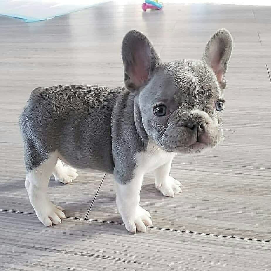 French Bulldog puppies for adoption - Classifieds.uk | Free Classified ...